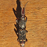 Orfilaia vulsellata